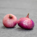 Fresh market prices red onion for importers